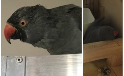 В Австралии в самолете насмерть заморозили попугая с билетом за $2000