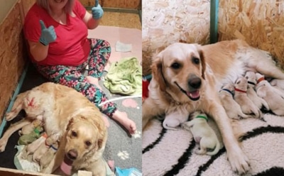 В Шотландии у золотистого ретривера родился зеленый щенок