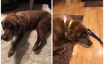 "Настоящая легенда": потерявшийся пес нашелся спустя 9 месяцев