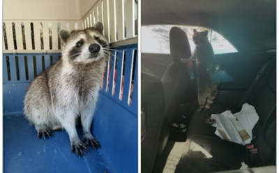 "Роды с комфортом": енотиха родила детенышей в кабриолете