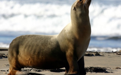В Сан-Диего морской лев напугал отдыхающих на пляже