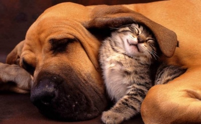 "Кто лучше - кошки или собаки?": ученые поставили точку в вечном споре