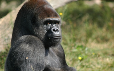 Зажигательный танец гориллы в бассейне взорвал Сеть