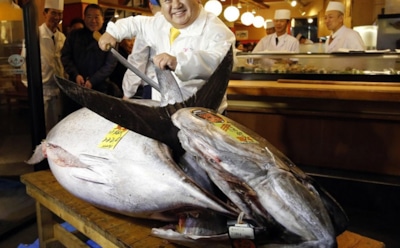 Самый большой тунец