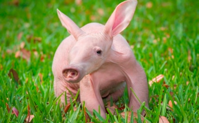 В зоопарк Москвы впервые привезут экзотического земляного поросенка