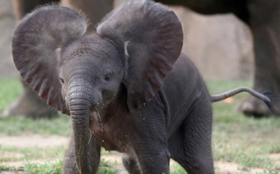 В Зимбабве родители-слоны пытались спасти сбитого насмерть детеныша