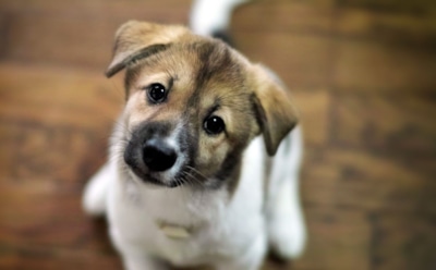 Ученые нашли неожиданную причину дружелюбия собак