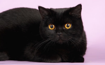 «Час расплаты»: кошка встретилась с крадущим у нее корм барсуком