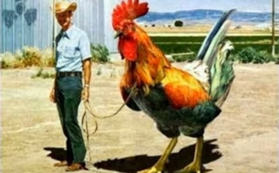 Самый большой петух