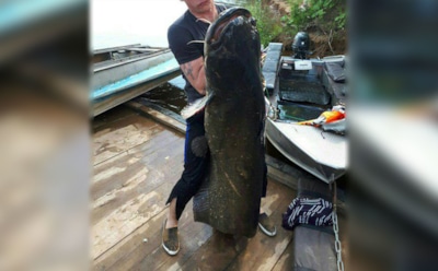 Под Кировом рыбак поймал 87-килограммового сома размером с человека