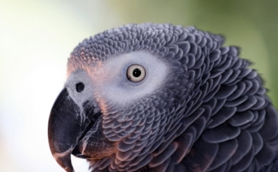 Суд признал женщину виновной в убийстве на основании показаний попугая