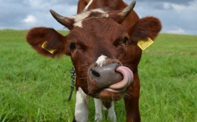 "Коровы против ВИЧ": ученые нашли способ борьбы со смертельным вирусом