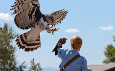 Самый большой орел