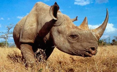 Самый большой носорог