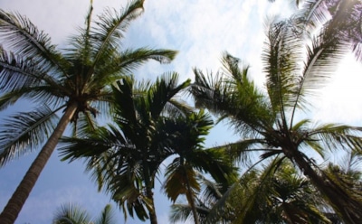 В Индии известную журналистку убила рухнувшая пальма