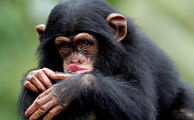 В Рязани с помощью беспилотника и тепловизора ищут сбежавшую обезьяну