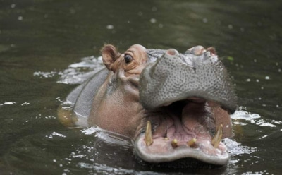 В Австралии умерла старейшая в мире бегемотиха Сьюзи