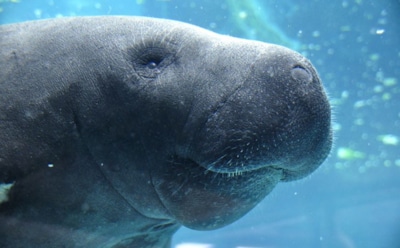 Во Флориде умер старейший в мире ламантин Снути