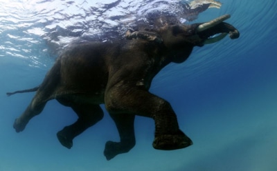 На Шри-Ланке 12 часов спасали тонущих в открытом море слонов