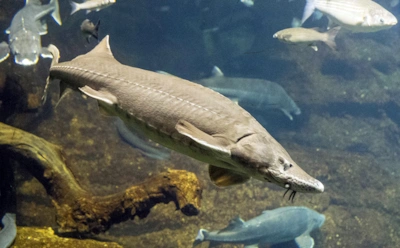 Самый большой осетр