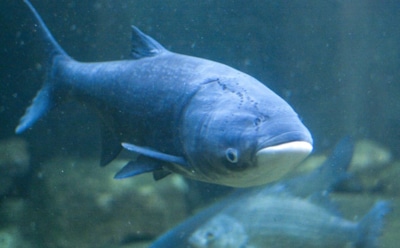 На Урале выловили огромного толстолобика весом 42 килограмма