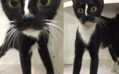 Кошка с аномально длинными лапами удивила пользователей Сети