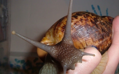 Огромная улитка с мордой кролика напугала Сеть