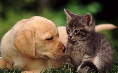 "Скоро заговорят": создается девайс для перевода речи кошек и собак