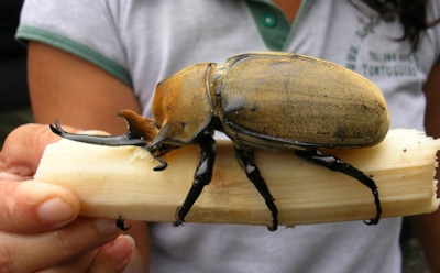Рейтинг самых больших жуков в мире