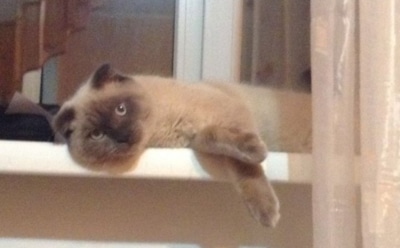 Кот Барсик намерен стать президентом России и вернуть Аляску