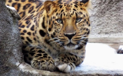 В Саратове в зоопарке на 6-летнюю девочку напал леопард