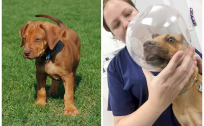 В Сети обсуждают застрявшего головой в банке щенка