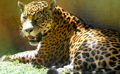 Самый большой ягуар