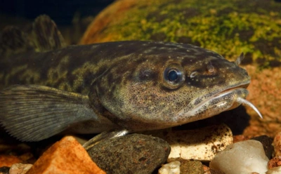 Самый большой налим