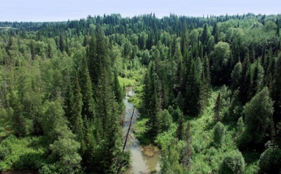В красноярской тайге найдена потерявшаяся пять дней назад девочка