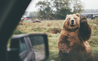 В Хабаровском крае медведи съели тонну выпавшей из грузовика рыбы