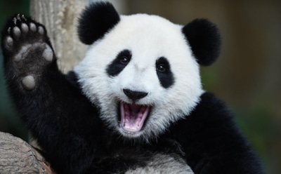 Во Франции впервые в истории примут роды у панды