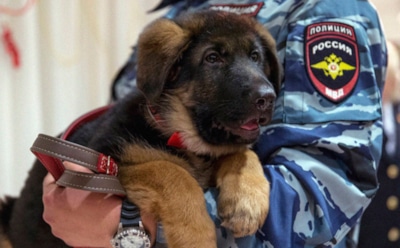 Российского пса Добрыню перевели в пенсионеры во Франции