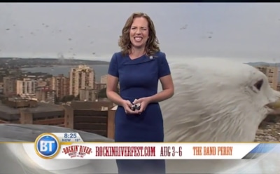 В Канаде прямой эфир прогноза погоды сорвала гигантская чайка