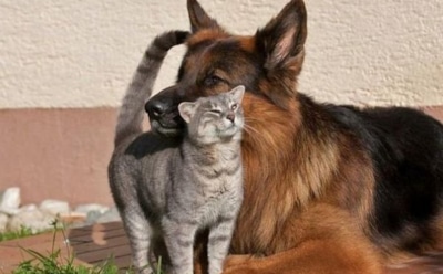 Кот и пес дважды сдали хозяина-должника судебным приставам