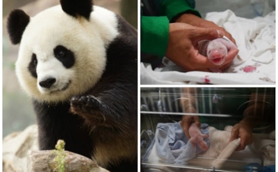 В зоопарке Франции у панды родилась двойня, один детеныш умер