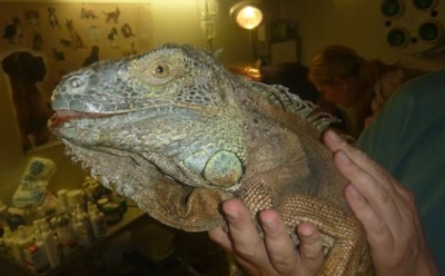 "Динозавр на огороде": в Украине жалуются на крадущую урожай игуану