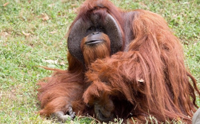 В США скончался выучивший язык жестов орангутан Чантек