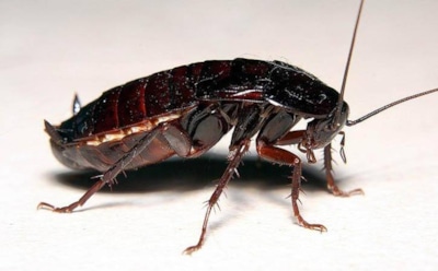 Огромный таракан сорвал телеведущей подготовку к прямому эфиру