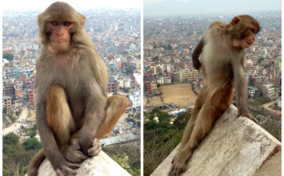 Новой звездой Сети стала обезьянка, пародирующая девушек