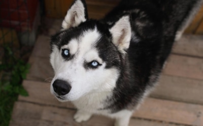 В Новой Москве женщина казнила хаски на глазах у детей