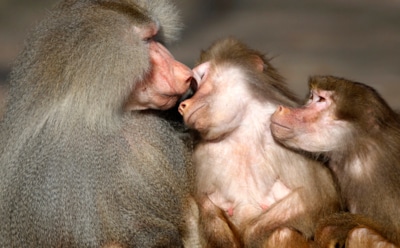 В парке "Ноусли сафари" обезьяны занялись сексом на капоте авто туристов