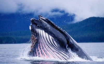 Под Хабаровском в устье реки застрял 13-метровый гренландский кит