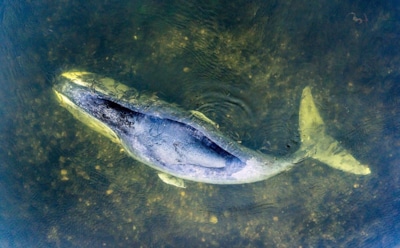 В Минприроды сообщили о спасении застрявшего в Хабаровском крае кита