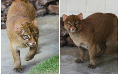 В зоопарке Екатеринбурга появилась пара ягуарунди